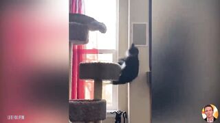 Смешные Животные - Смешные Кошки Приколы Кошками и котами и собаками