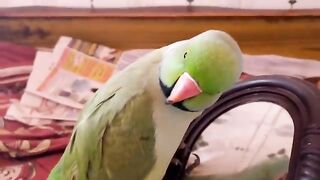 Parrot talk