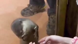 African clawless otter....Animal...in Zoo