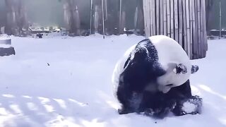 Панда