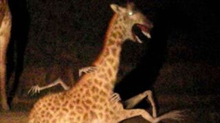 15 Times A Camera Was At Hand At The Right Moment 2023