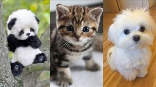 2023 Cute Funny Animals Video ????????????#Part2 @Funny_Animals #funny #cute #unitedstates #viral.