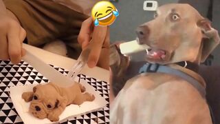 Funny Animals Video 2023 Funny CatsDogs Part3 Pet Hood