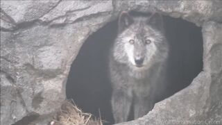 Black Beautiful Wolf Howls To Thunder