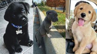 Funniest Animals 2023 ???? Funny My Dog Video #63__ Trixie Animal..