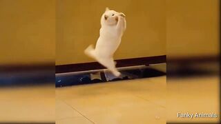 Noughty Baby Cats ???????? - Cute and Funny Cat Videos Compilation Funniest Animals 2023