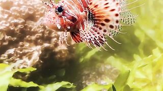 Beautiful Fish
