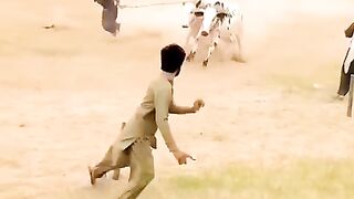 Bull race