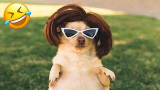 Now I'll be a pretty girl ????Funny animals - Funny cats _ dogs.