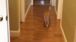You laugh, You lose ???? Funniest Animals