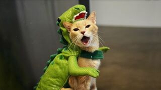 FUNNY CATS 2023 AND OTHER ANIMALS / 10 MINUTES OF LAUGHTER / FUNNY ANIMALS 2023 / THE BES