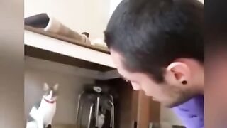 Приколы с кошками