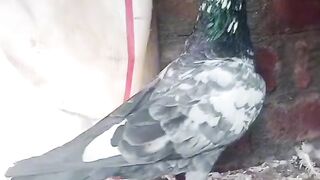 Pigon birds