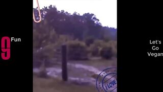 Try not laugh Best funny videos compi