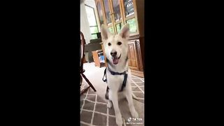 Funny video, pets funny video,cats funny video