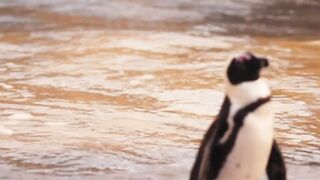 Little penguin walking on the beach