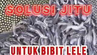 SOLUSI Jitu untuk bibit lele sortiran terakhir agar cepat besar