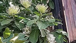 Whites Flowers