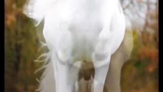The white horse
