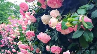 Beautiful flowers into the garden