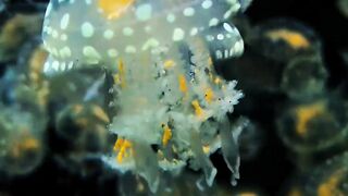 Close-Up of White Spotted Jellyfish School Swimming Underwater 4K Vertical