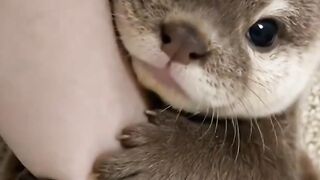 This Baby Otter Won't Stop Hugging My Arm!