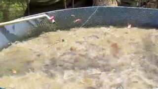 RAHASIA Lele Gemuk panen melimpah