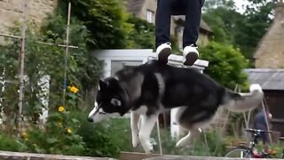 What a back flip