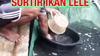 Apa manfaat SORTIR ikan lele❓️