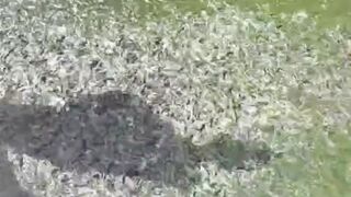 3 Manfaat Azolla dan Mata Lele disaat musim panas