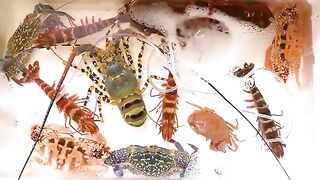 I traveled around the world searching for the most Exotic Ocean Animals to cook and eat for you guys!