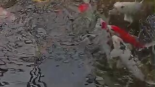 Ikan koi 3