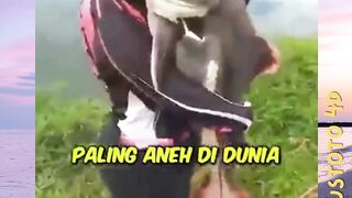 3 Ikan lele paling aneh di dunia!! nomor 3 viral di indonesia 2. https://heylink.me/4dplustoto versi PLUSTOTO4D