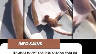 tubuh sensiitif