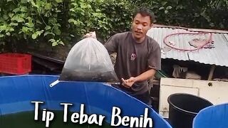 Tip Tebar Benih Lele Baru
