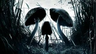 Shrooms 2007 WebRIP 720p