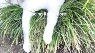kucing 33