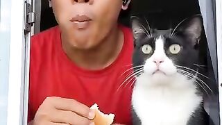 Chat malin 2