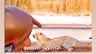 Funny animals 188