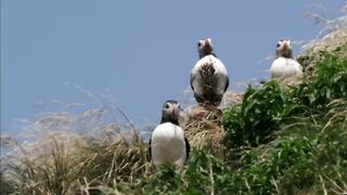 The Secret Lives Of Puffins.mp4