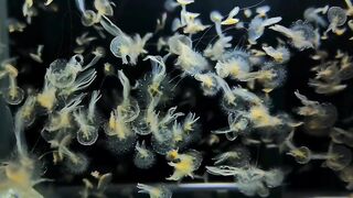 Large Swarm of Tiny Transparent Marine Organisms Floating Underwater 4K