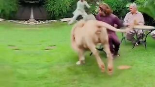 Real Lion 3
