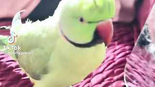 So Cute Parrot 5