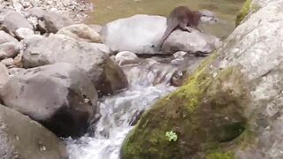 Otter Pup Left by Its Mother at the Riverbank