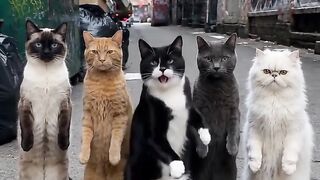 cat dancing 3