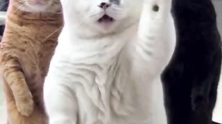 CAT dancing 😉