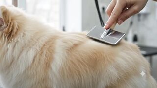 Extremely Satisfying Dog Grooming ASMR ✂️🐶 #satisfying #doggrooming