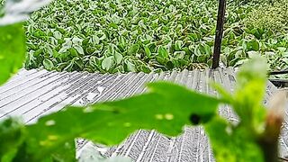 Rainy Day 5