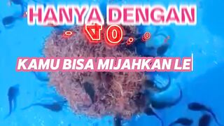 Hanya 40 ribuan kamu bisa mijahkan lele tanpa CACING SUTERA