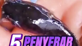 5 Penyebab Utama ikan lele jadi KANIBAL